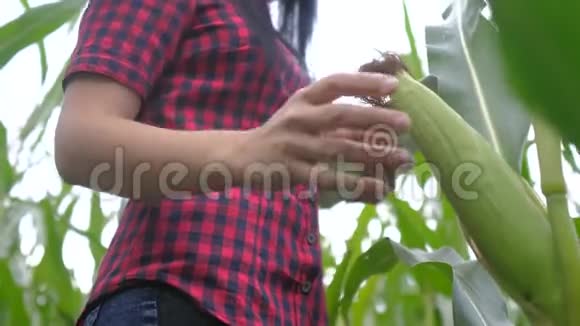 智慧生态农业养殖理念一位植物研究人员在检查玉米时使用和触摸平板电脑视频的预览图