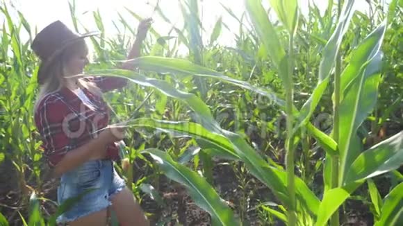 智慧农业慢动作生活方式视频概念女孩农学家在玉米地里拿着平板电脑视频的预览图
