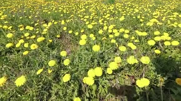 春天美丽的绿色田野在黄色的蒲公英视频的预览图