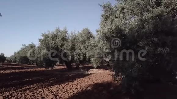 贾恩附近的橄榄树田野柔和的镜头移动视频的预览图