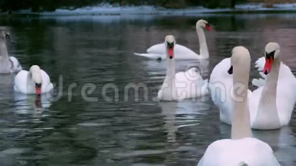 天鹅在4K河上游泳视频的预览图