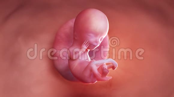 人类胎儿第13周视频的预览图