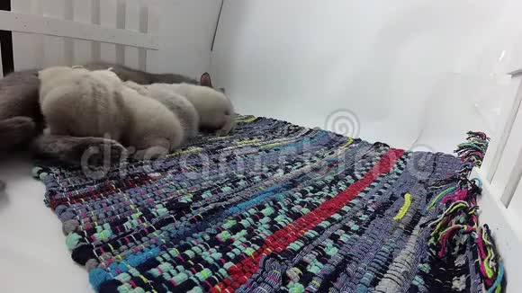 猫喂养她新生的小猫视频的预览图