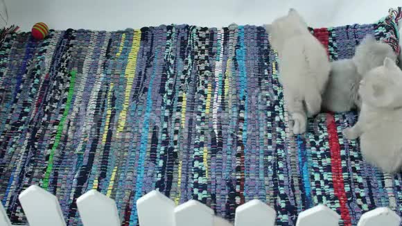 可爱的英国短毛小猫在地毯上玩耍视频的预览图