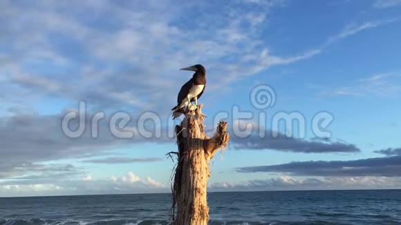 布朗博比苏拉雷科加斯特鸟在考艾岛夏威夷视频的预览图