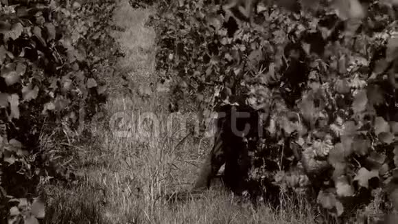 男人在秋天摘葡萄收获视频的预览图