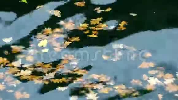湖水上的叶子视频的预览图