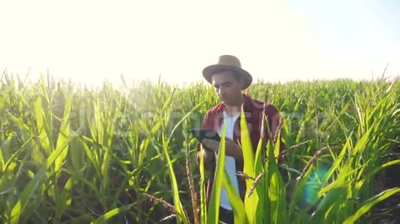 智慧农耕概念慢动作视频Agronomist男人的生活方式就是在玉米地里放平板电脑视频的预览图