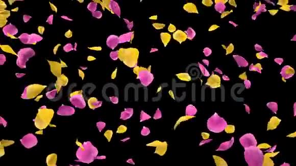 飞翔的浪漫的黄粉色玫瑰花瓣落在阿尔法孤立回路视频的预览图