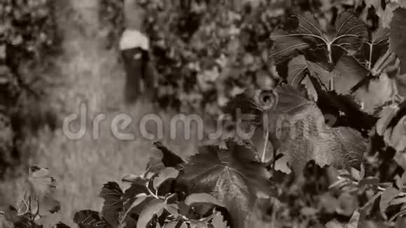 男人在秋天摘葡萄收获视频的预览图