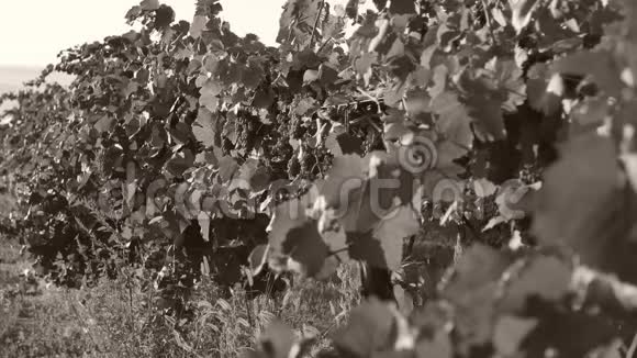 葡萄园的蓝色葡萄近景视频的预览图