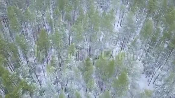 从高处到覆盖着雪的冬季森林的景色视频的预览图