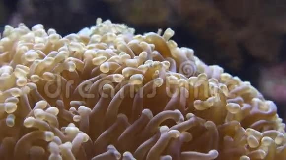 海葵海洋生命水下自然视频的预览图