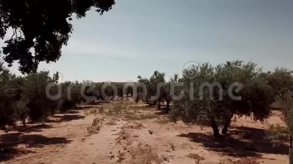 贾恩附近的橄榄树田野柔和的摄像机移动视频的预览图