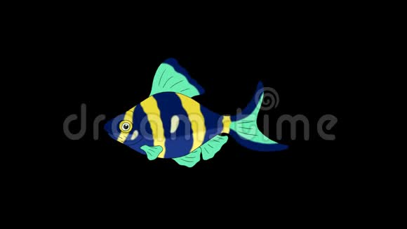 蓝黄水族馆鱼阿尔法马泰环视频的预览图