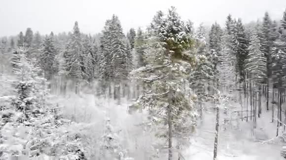 在冬天的树林里飞翔视频的预览图