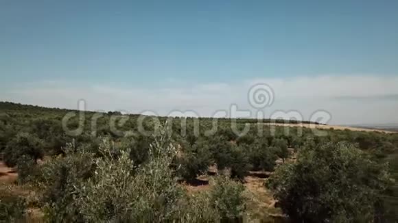 贾恩附近的橄榄树田野柔和的摄像机移动视频的预览图