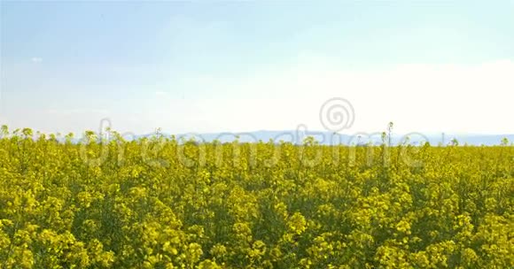 蓝天上的黄色油菜花田野视频的预览图