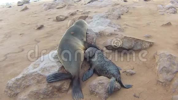 纳米比亚骷髅海岸大西洋海滩上的海角海豹毛头虫菌落视频的预览图