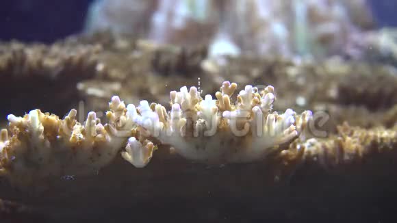 海葵海洋生命水下自然视频的预览图