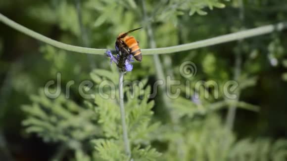 蜜蜂和美丽的薰衣草花在花园里绽放视频的预览图