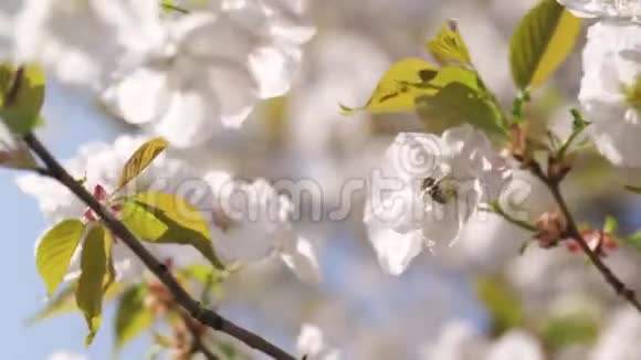 蜜蜂收集花粉和花蜜作为整个蜂群的食物给植物和花授粉春季视频的预览图