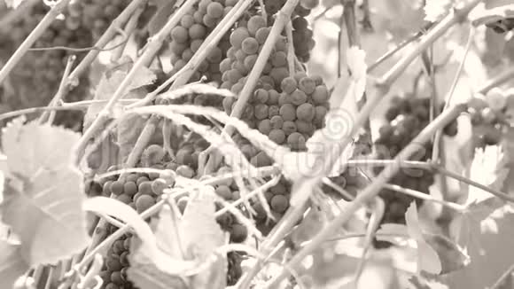 葡萄藤院子里的一串葡萄近景视频的预览图