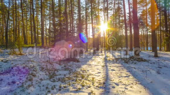 日落于冬林时断时续视频的预览图