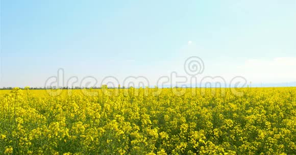 蓝天上的黄色油菜花田野视频的预览图