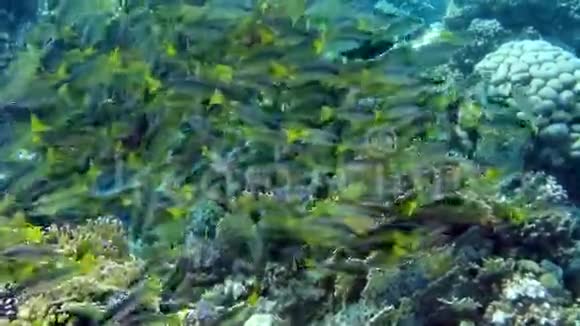 热带鱼珊瑚礁片段视频的预览图