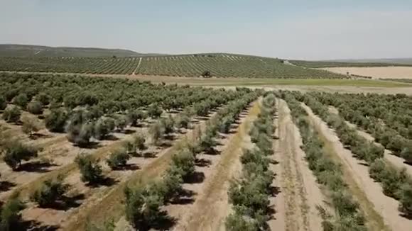 亚恩附近橄榄树的空气视野视频的预览图