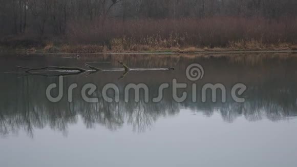 秋天的风景阴郁的雾蒙蒙的森林河视频的预览图