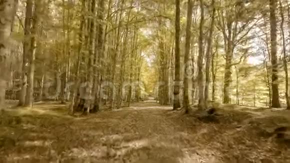 穿过秋天的森林视频的预览图
