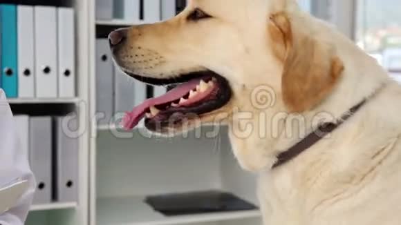 去检查一只黄色的拉布拉多犬视频的预览图