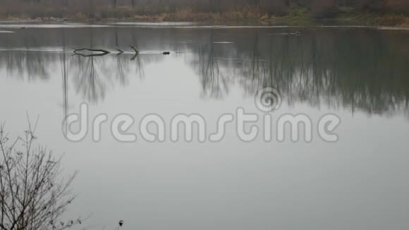 秋天的风景阴郁的雾蒙蒙的森林河视频的预览图