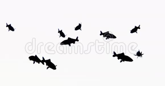 一组黑鱼游泳3D卡通动物剪影视频的预览图