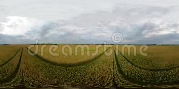 黄色麦田VR360视频的预览图
