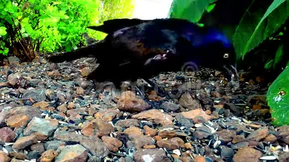 黑鸟在地上吃种子视频的预览图