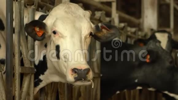 现代农场的奶牛农业农业和畜牧业视频的预览图