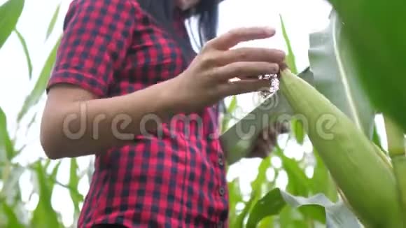 智慧生态农业养殖理念一位植物研究人员在检查玉米时使用和触摸平板电脑视频的预览图