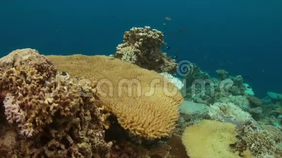珊瑚漂白视频的预览图