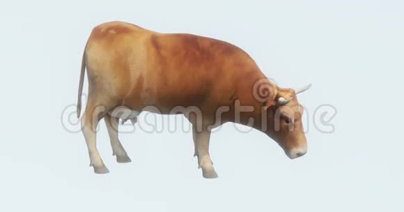 牛吃草3D卡通牲畜动物轮廓视频的预览图