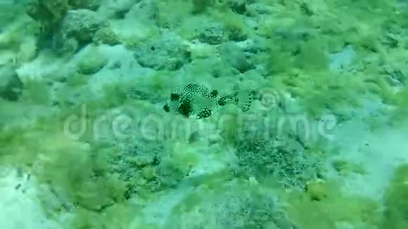 加勒比海博内尔岛水下潜水潜水员视频视频的预览图