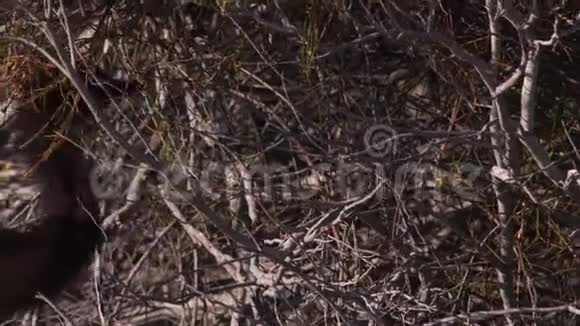猴子米娅海滩上的Emu视频的预览图