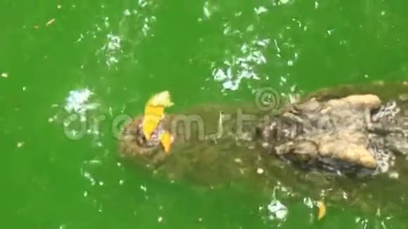 湖中的鳄鱼视频的预览图