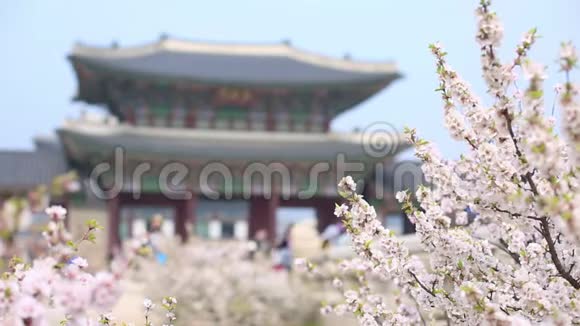 樱花在金宝宫春天与游客韩国视频的预览图