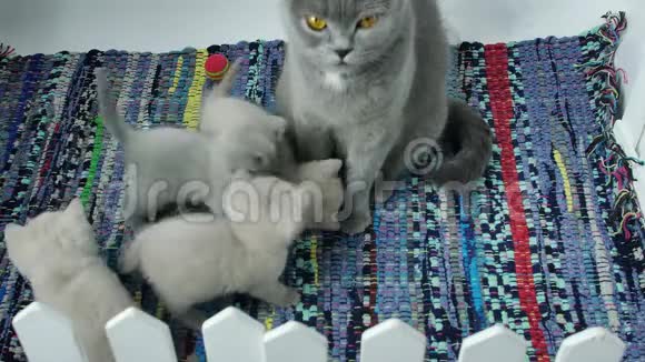 可爱的英国短毛小猫和妈妈在地毯上玩耍视频的预览图