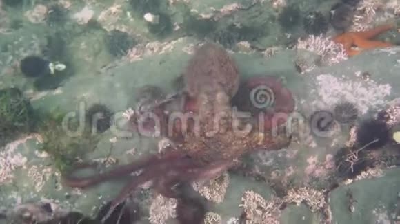 潜水和水下摄影章鱼在水下的自然栖息地视频的预览图