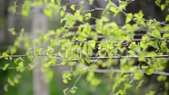 风中白桦树上的嫩春叶视频的预览图