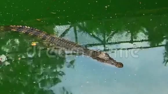 湖中的鳄鱼视频的预览图